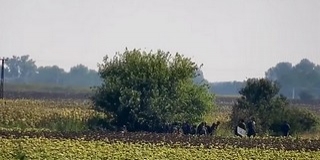 Erőszakosan próbált átjutni Hercegszántónál egy migránscsoport - Videó!