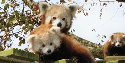 Összedobták a pénzt a Pécsi Állatkert új kifutójának építésére - Jöhetnek a vörös pandák
