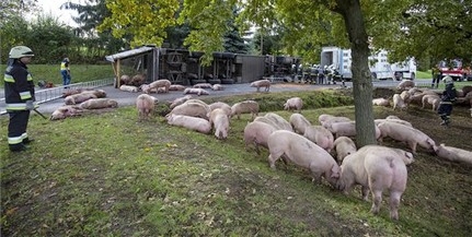 Sertéseket szállító kamion szenvedett balesetet