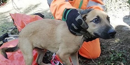 Huszonhárom méter mély kútból mentettek ki szombaton egy kiskutyát Pécsett