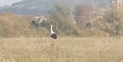 Nálunk maradt: gólyát fotózott olvasónk Pécs-Somogyban