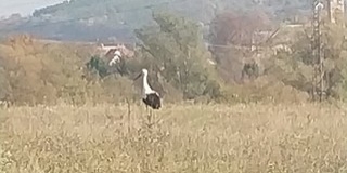 Nálunk maradt: gólyát fotózott olvasónk Pécs-Somogyban Nálunk maradt: gólyát fotózott olvasónk Pécs-Somogyban