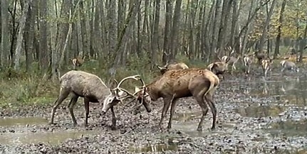 Így mérte össze az erejét két fiatal szarvasbika egy baranyai erdőszélen - Videó!