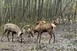 Így mérte össze az erejét két fiatal szarvasbika egy baranyai erdőszélen - Videó! Így mérte össze az erejét két fiatal szarvasbika egy baranyai erdőszélen - Videó!