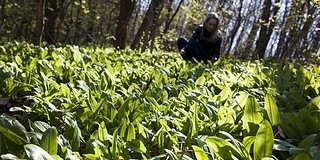 Enyhe volt a tél, idén már február végén elkezdődhet a medvehagyma szezon Enyhe volt a tél, idén már február végén elkezdődhet a medvehagyma szezon