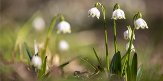 Jön a hidegfront, kicsit visszavesz a tavasz Jön a hidegfront, kicsit visszavesz a tavasz