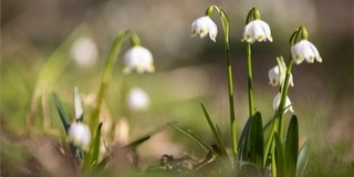 Jön, jön, jön a tavasz, az a ravasz