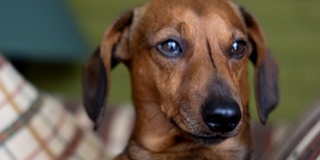 Mérgezett virslivel, csavarokkal átszúrt szalámival próbálta megmérgezni szomszédja kutyáját egy férfi