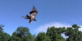 Szabadon engedték a felgyógyult sasfiókát