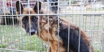 Pécsi kutyatenyésztő ellen emelt vádat az ügyészség állatkínzás miatt