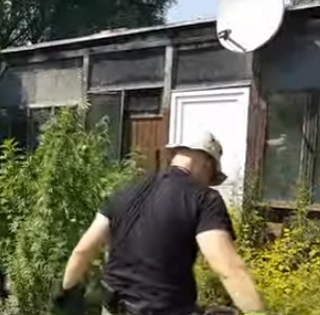 Égig ért a fű egy pécsi drogtermesztő udvarán, a rendőrök mentek szüretelni - Videó! Égig ért a fű egy pécsi drogtermesztő udvarán, a rendőrök mentek szüretelni - Videó!