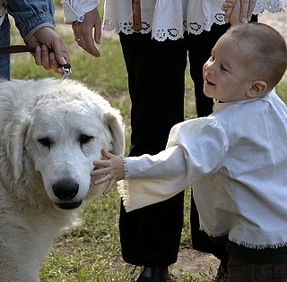 Idén is megrendezik a magyar pásztorkutyák baranyai terelőversenyét