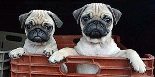 Kutyát árul? Adja el a NAV-nak!