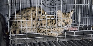 Afrikai ragadozót fogtak be a Bükkben - Videó!