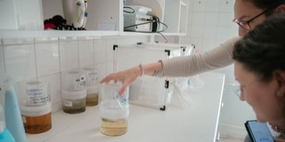 A szúnyogok elleni biológiai védekezést segítik a pécsi egyetem szakemberei