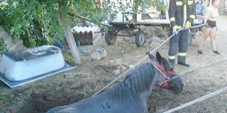 Vízzel teli gödörből menekítettek ki egy lovat a tűzoltók