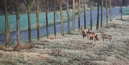 Az agrártárca kiemelten támogatja a hazai vadászokat