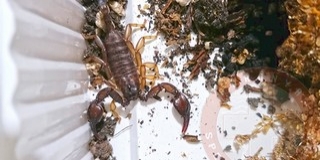 Pécsi lakásba vackolta be magát egy skorpió - Befogták a speciális mentők