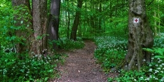 Eltévedt egy idős, baranyai házaspár az erdőben