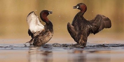 Libalesre hív a nemzeti park a Boki-Dunához