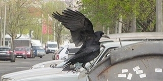 Ötödével gyarapodott a vetési varjak állománya egy év alatt a megyében