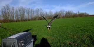 Felgyógyult rétisast engedtek szabadon Baranyában