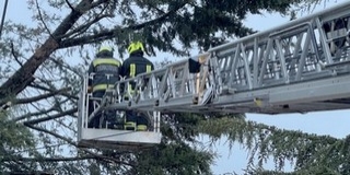 Kidőlt fák, letépett vezetékek - Alaposan megcibálta a szélvihar Baranyát