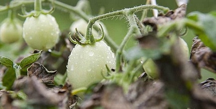 Rekordösszegű kifizetések történtek az agráriumban