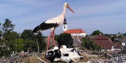 Fehér gólyákat gyűrűztek a Mohácsi-szigeten