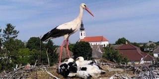 Fehér gólyákat gyűrűztek a Mohácsi-szigeten