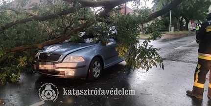 Autókra, utakra dőlt fák miatt is riasztották a baranyai tűzoltókat - Még szombaton is dolgoznak