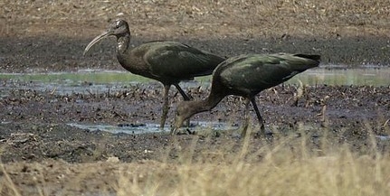 Igen ritka fészkelő madarak is feltűntek a Duna-Dráva Nemzeti Park területén