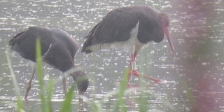 A Mohácsi-szigeten fészkel az ismert legidősebb fekete gólya