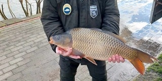 Tekintélyes méretű pontyokat telepítettek a Pécsi-tóba