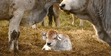 Szépen gyarapodik a nemzeti park szürkemarha gulyája