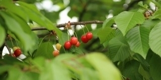 A fagyos éjszakák kárt okoztak a gyümölcsösökben