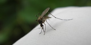 Szúnyoglárvák elleni tablettákat osztanak Pécsett