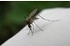 Szúnyoglárvák elleni tablettákat osztanak Pécsett
