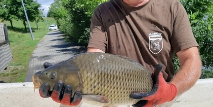 Két baranyai tóba is érkezett utánpótlás pontyokból