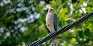 Baranyában eddig nem látott madarat fotóztak le Borjádon