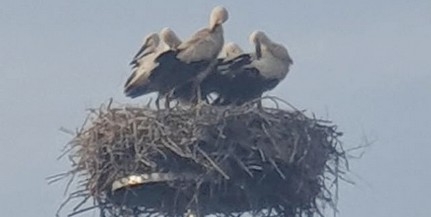 Egyedül nevelte fel öt fiókáját egy magára maradt gólyaszülő