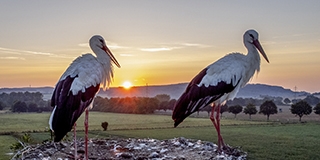 Nem csodálkoznánk, ha maradni akarnának a gólyák, a cinege sem bánkódhat egyelőre