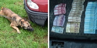 Bizonyított a baranyai zsaruk bankjegykereső kutyája Bizonyított a baranyai zsaruk bankjegykereső kutyája