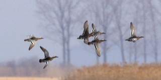 Az év madaráról hallhatunk érdekes előadást a DDNP klubjában Az év madaráról hallhatunk érdekes előadást a DDNP klubjában