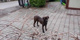 Tovább barangol a Dél-Dunántúlon Vándor, a Pécsett és Mohácson is megfordult kutyus