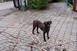 Tovább barangol a Dél-Dunántúlon Vándor, a Pécsett és Mohácson is megfordult kutyus Tovább barangol a Dél-Dunántúlon Vándor, a Pécsett és Mohácson is megfordult kutyus