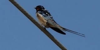 A fecskék fele eltűnt Magyarországról 25 év alatt