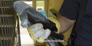 Beszorult varjú miatt kellett megbontani egy mosdó falát Pécsett Beszorult varjú miatt kellett megbontani egy mosdó falát Pécsett