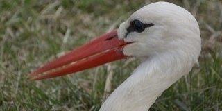 Hurrá, húsz foknál is melegebb lehet pénteken napközben!
