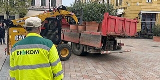 Visszatértek a pécsi belvárosba a dézsás növények